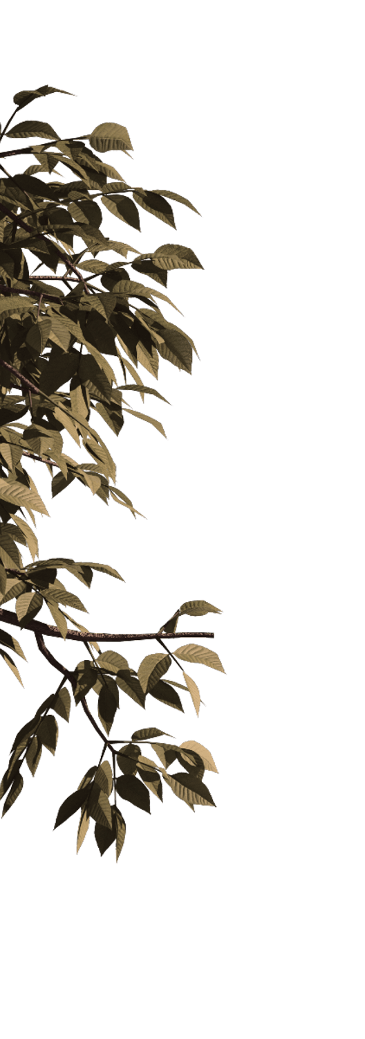 Left Leaves