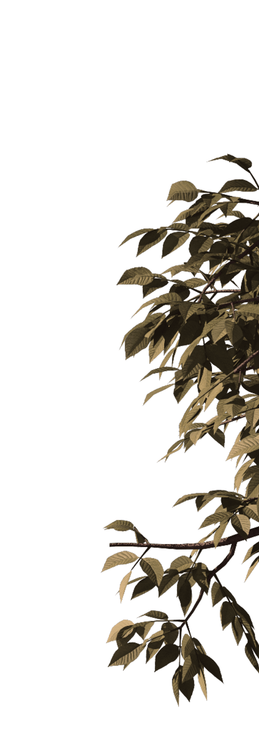 Right Leaves